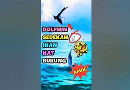 Apakah Dolphin Jahat